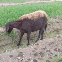 گوسفند کردستانی