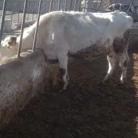 یک راس گاو اول شکم|حیوانات مزرعه|شیروان (خراسان), |دیوار