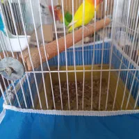 کوتوله برزیلی یک جفت جنسیت خبر ندارم