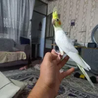 عروس هلندی لوتینو نر ۵ماهه|پرنده|وحیدیه, |دیوار