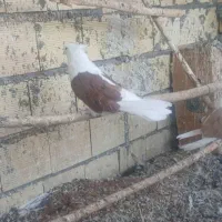 یک جفت پشدار|پرنده|میانه, |دیوار