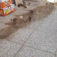 جوجه