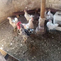 مرغ وخروس|حیوانات مزرعه|اصفهان, هفتون|دیوار