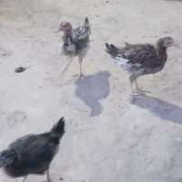 مرغ شوروایی