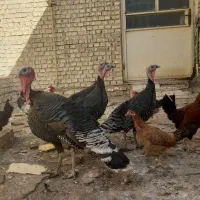 بوقلمون خوشکل