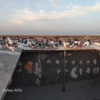 همه جوجه دست خودمه به شرط پر|پرنده|میان جلگه, |دیوار