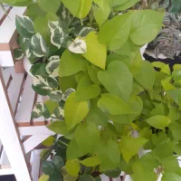 گل های شاداب|گل و گیاه طبیعی|ابهر, |دیوار