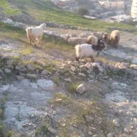 ۳تاتیشتر ۲نر ی ماده