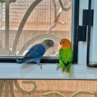 طوطی برزیلی