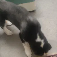 سگ هاسکی نر|سگ|تهران, فلاح|دیوار