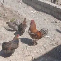 فروش تخم نطفه دار ویاندوت آمروک و آمریکایی