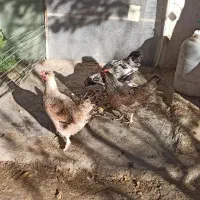 مرغ تخم گذار