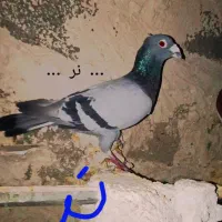 کفتر پلاکی|پرنده|کازرون, |دیوار