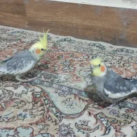 عروس هلندی نر و ماده