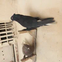 کفتر کبوتر دم سفید