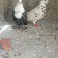 کبوتر|پرنده|گرگان, |دیوار