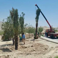 ایجاد فضای سبز زیبا با درخت نخل|خدمات باغبانی و درختکاری|گرگان, |دیوار