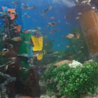 ماهی گوپی|ماهی|پاکدشت, خاتون آباد|دیوار