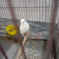 قناری ماده خوش رخ