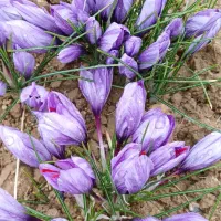 کاه گندم نارد