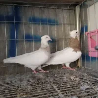 کبوتر طوقی|پرنده|ایوان, |دیوار