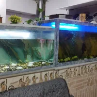 دوعدد آکواریوم معاوضه با طوطی ملنگو