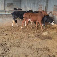 فروش گوساله دورگ محلی|حیوانات مزرعه|رامند, |دیوار