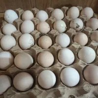 تخم مرغ خانگی