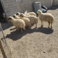 گوسفند داشتی