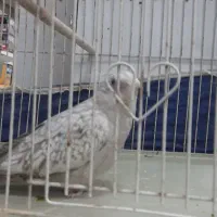 جوجه عروس هلندی