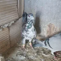 کفتر پلاکی بزک سینه سفید نر