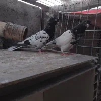 کفتر کل سیاه|پرنده|قم, سید معصوم|دیوار