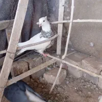 طوقی ساده|پرنده|خوسف, |دیوار