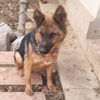 یک ژرمن ماده استثنایی|سگ|ماهدشت, |دیوار