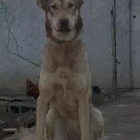 سگ ماده ( دَل )