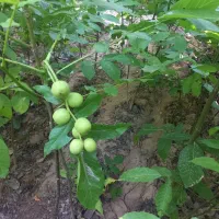 فروش مستقیم بهترین ونهال های گردو دوسال وگیلاس