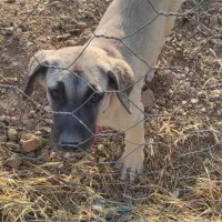 دو عدد سگ سرابی شش ماهه|سگ|بروجرد, |دیوار