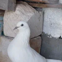 کبوتر ویشی