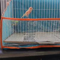 قناری قناری