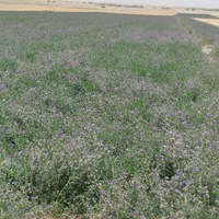 بذر یونجه امریکایی|خدمات باغبانی و درختکاری|شوشتر, |دیوار