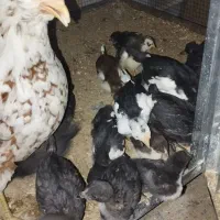 مرغ و خروس وجوجه گلین