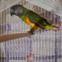 طوطی سنگال نر