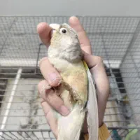 جفت گرینچیک رنگ خاص|پرنده|بناب, |دیوار