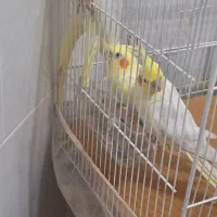 عروس هلندی نر و ماده