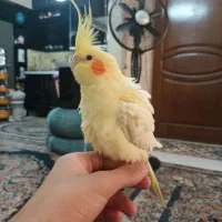 عروس هلندی ماده دستی|پرنده|ری, جوانمرد قصاب|دیوار