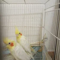 عروس هلندی|پرنده|فردوس (خراسان), |دیوار