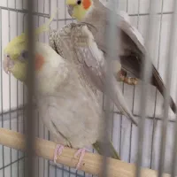 مرغ عشق|پرنده|پاوه, |دیوار