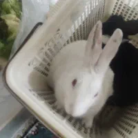 فروش خرگوش خانگی|موش و خرگوش|یزد, |دیوار