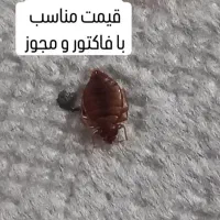 سمپاشی ساس سم پاشی کنه وسوسک وانواع حشرات