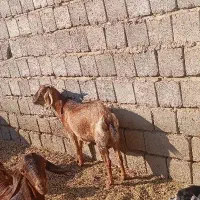 گوسفند فروشی